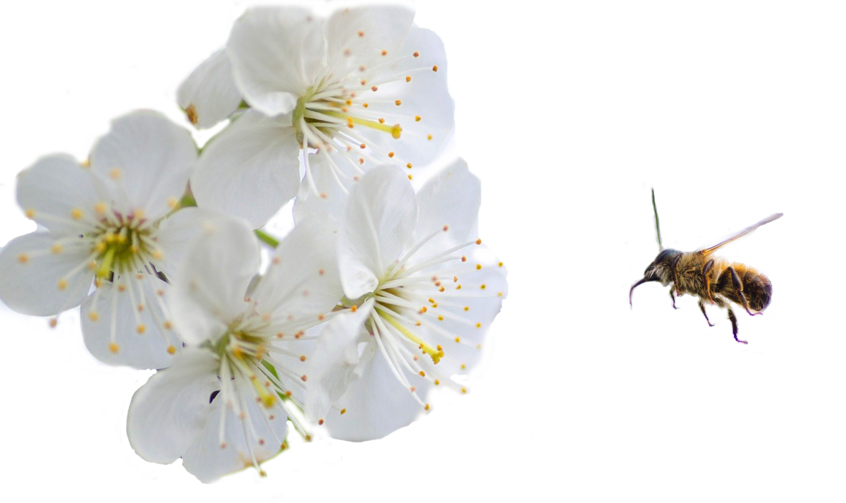 Blume